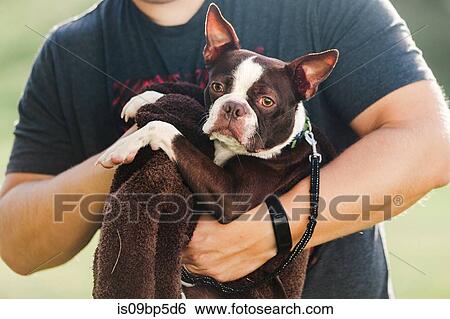 Pet dog being towelled dry View Large Photo Image Stock Photograph - Pet dog being towelled dry. Fotosearch