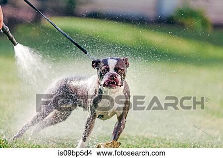 Picture - Pet dog being washed in garden. Fotosearch