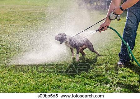 Pet dog being washed in garden View Large Photo Image Stock Photography - Pet dog being washed in garden. Fotosearch