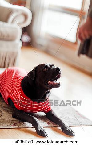 Pet dog in t-shirt on floor View Large Photo Image Stock Image - Pet dog in t-shirt on floor. Fotosearch