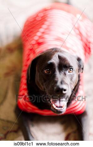 Pet dog in t-shirt on floor View Large Photo Image Stock Image - Pet dog in t-shirt on floor. Fotosearch