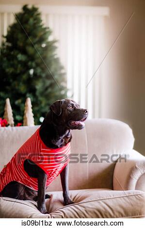 Pet dog in t-shirt on sofa, Christmas tree in background View Large Photo Image Stock Photo - Pet dog in t-shirt on sofa, Christmas tree in background. Fotosearch