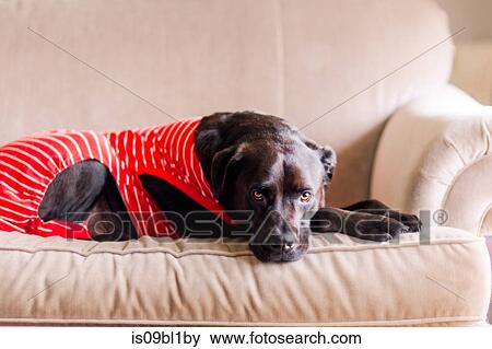 Pet dog in t-shirt on sofa View Large Photo Image Stock Photo - Pet dog in t-shirt on sofa. Fotosearch