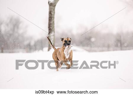 Stock Photography - Pet dog running away with toy. Fotosearch