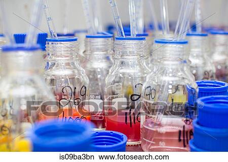 Pipettes in beakers of dye in lab, close-up View Large Photo Image Picture - Pipettes in beakers of dye in lab, close-up. Fotosearch