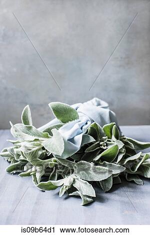 Plant lying on side View Large Photo Image Stock Image - Plant lying on side. Fotosearch