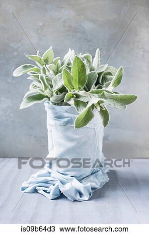 Stock Image - Plant wrapped in fabric. Fotosearch