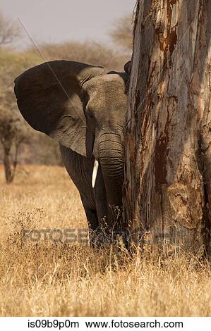Portrait of african bush elephant (Loxodonta africana), Tarangire National Park, Tanzania, Africa View Large Photo Image Picture - Portrait of african bush elephant (Loxodonta africana), Tarangire National Park, Tanzania, Africa. Fotosearch