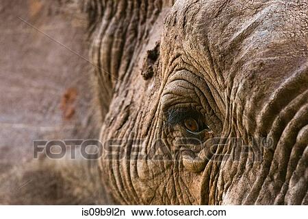 Picture - Portrait of an African elephant (Loxodonta africana), Tsavo, Kenya, Africa. Fotosearch