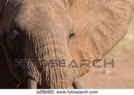 Portrait of an African elephant (Loxodonta africana), Tsavo, Kenya, Africa View Large Photo Image Stock Image - Portrait of an African elephant (Loxodonta africana), Tsavo, Kenya, Africa. Fotosearch