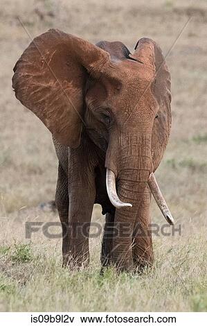 Portrait of an African elephant (Loxodonta africana), Tsavo, Kenya, Africa View Large Photo Image Stock Photo - Portrait of an African elephant (Loxodonta africana), Tsavo, Kenya, Africa. Fotosearch