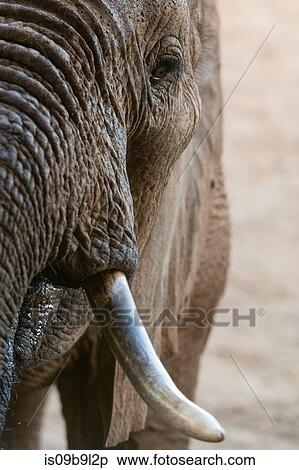 Portrait of an African elephant (Loxodonta africana), Tsavo, Kenya, Africa View Large Photo Image Stock Photography - Portrait of an African elephant (Loxodonta africana), Tsavo, Kenya, Africa. Fotosearch