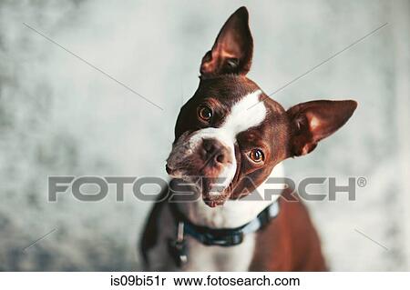 Portrait of Boston terrier, head cocked looking at camera View Large Photo Image Stock Photography - Portrait of Boston terrier, head cocked looking at camera. Fotosearch
