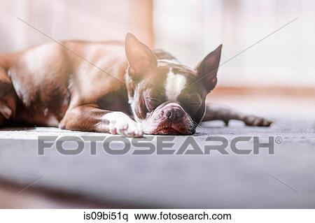 Portrait of Boston terrier sleeping View Large Photo Image Stock Photography - Portrait of Boston terrier sleeping. Fotosearch