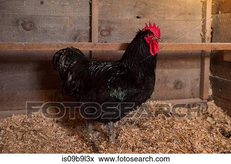 Portrait of chicken in chicken coop View Large Photo Image Stock Photo - Portrait of chicken in chicken coop. Fotosearch