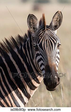 Portrait of Common zebra (Equus quagga) Tsavo, Kenya, Africa View Large Photo Image Stock Photography - Portrait of Common zebra (Equus quagga) Tsavo, Kenya, Africa. Fotosearch