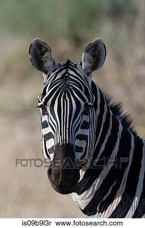 Portrait of Common zebra (Equus quagga) Tsavo, Kenya, Africa View Large Photo Image Stock Photography - Portrait of Common zebra (Equus quagga) Tsavo, Kenya, Africa. Fotosearch
