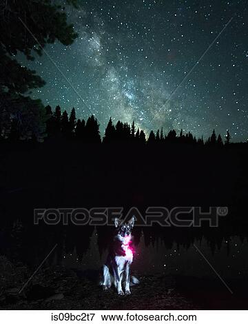 Portrait of dog against Milky Way Galaxy, Nickel Plate Provincial Park, Penticon, British Columbia, Canada View Large Photo Image Stock Photo - Portrait of dog against Milky Way Galaxy, Nickel Plate Provincial Park, Penticon, British Columbia, Canada. Fotosearch