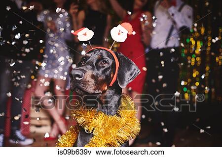 Stock Photo - Portrait of dog at party wearing santa deely boppers, group of people dancing in background. Fotosearch