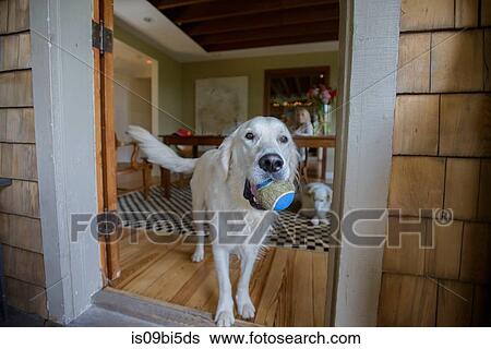 Portrait of dog with tennis ball View Large Photo Image Stock Photograph - Portrait of dog with tennis ball. Fotosearch