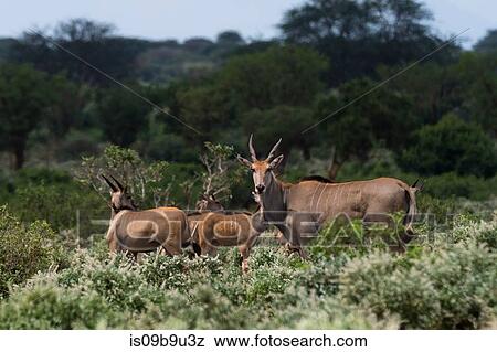 Portrait of Eland (Taurotragus oryx) in bush, Tsavo, Kenya View Large Photo Image Stock Photo - Portrait of Eland (Taurotragus oryx) in bush, Tsavo, Kenya. Fotosearch
