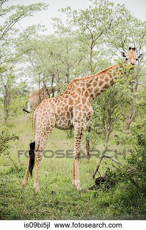 Portrait of giraffe among trees, Kruger National Park, South Africa View Large Photo Image Stock Image - Portrait of giraffe among trees, Kruger National Park, South Africa. Fotosearch