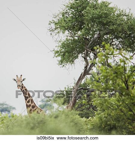 Stock Photo - Portrait of giraffes looking at camera, on the road to Okavango Delta, Botswana. Fotosearch