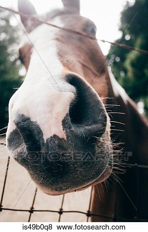 Portrait of horse, close-up View Large Photo Image Stock Photo - Portrait of horse, close-up. Fotosearch