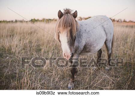 Portrait of horse in field View Large Photo Image Stock Photo - Portrait of horse in field. Fotosearch