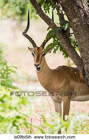 Portrait of impala looking at camera, Chobe National Park, Botswana View Large Photo Image Stock Image - Portrait of impala looking at camera, Chobe National Park, Botswana. Fotosearch