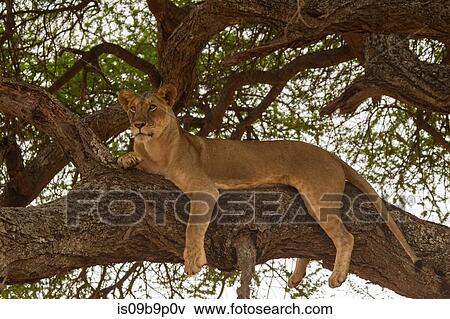 Portrait of lion (Panthera leo), relaxing in tree, Tarangire National Park, Tanzania, Africa View Large Photo Image Stock Photo - Portrait of lion (Panthera leo), relaxing in tree, Tarangire National Park, Tanzania, Africa. Fotosearch