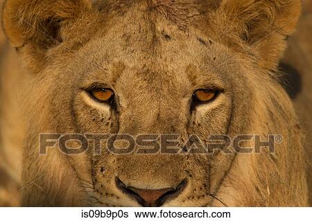 Portrait of lion (Panthera leo), close-up, Tarangire National Park, Tanzania, Africa View Large Photo Image Stock Photograph - Portrait of lion (Panthera leo), close-up, Tarangire National Park, Tanzania, Africa. Fotosearch