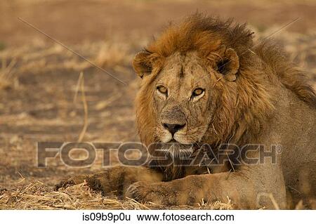 Portrait of lion (Panthera leo), close-up, Tarangire National Park, Tanzania, Africa View Large Photo Image Stock Photograph - Portrait of lion (Panthera leo), close-up, Tarangire National Park, Tanzania, Africa. Fotosearch
