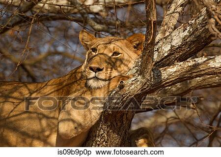 Portrait of lion (Panthera leo), relaxing in tree, Tarangire National Park, Tanzania, Africa View Large Photo Image Stock Photography - Portrait of lion (Panthera leo), relaxing in tree, Tarangire National Park, Tanzania, Africa. Fotosearch