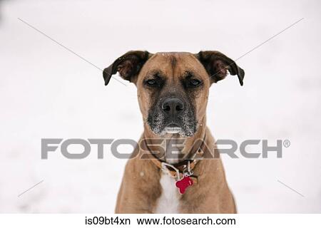 Portrait of pet dog in snow View Large Photo Image Picture - Portrait of pet dog in snow. Fotosearch