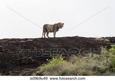 Portrait of short mane male lion (Panthera leo) standing on a Kopje known as Lion Rock in Lualenyi reserve, Tsavo, Kenya View Large Photo Image Stock Photo - Portrait of short mane male lion (Panthera leo) standing on a Kopje known as Lion Rock in Lualenyi reserve, Tsavo, Kenya. Fotosearch