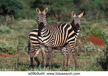 Portrait of two common zebras (Equus quagga) in green savannah, Tsavo, Kenya View Large Photo Image Picture - Portrait of two common zebras (Equus quagga) in green savannah, Tsavo, Kenya. Fotosearch
