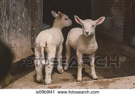 Portrait of two lambs View Large Photo Image Stock Image - Portrait of two lambs. Fotosearch