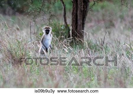 Portrait of vervet monkey (Chlorocebus aethiops) in long grass, Tsavo, Kenya View Large Photo Image Stock Photo - Portrait of vervet monkey (Chlorocebus aethiops) in long grass, Tsavo, Kenya. Fotosearch