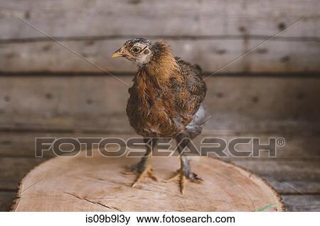 Portrait of young chicken in chicken coop View Large Photo Image Stock Photo - Portrait of young chicken in chicken coop. Fotosearch