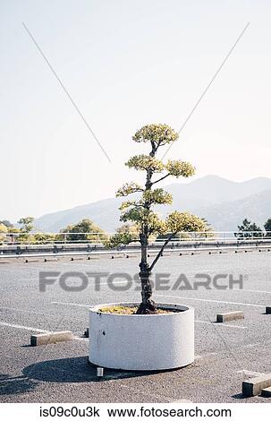 Potted plant surviving in car park, Tokushima-shi, Tokushima, Japan View Large Photo Image Stock Image - Potted plant surviving in car park, Tokushima-shi, Tokushima, Japan. Fotosearch