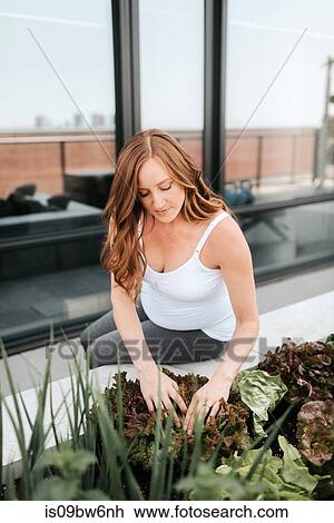 Stock Image - Pregnant woman checking growing lettuce. Fotosearch