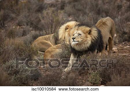 Pride of lions resting in nature reserve, Touws River, Western Cape, South Africa View Large Photo Image Picture - Pride of lions resting in nature reserve, Touws River, Western Cape, South Africa. Fotosearch