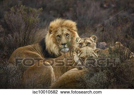 Pride of lions resting in nature reserve, Touws River, Western Cape, South Africa View Large Photo Image Stock Image - Pride of lions resting in nature reserve, Touws River, Western Cape, South Africa. Fotosearch