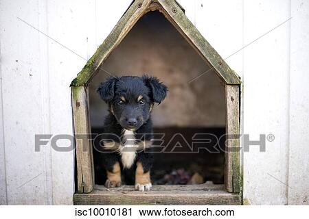 Stock Image - Puppy inside dog kennel, Canada. Fotosearch