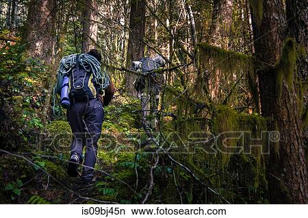 Picture - Rear view of hikers in forest, Squamish, Canada. Fotosearch