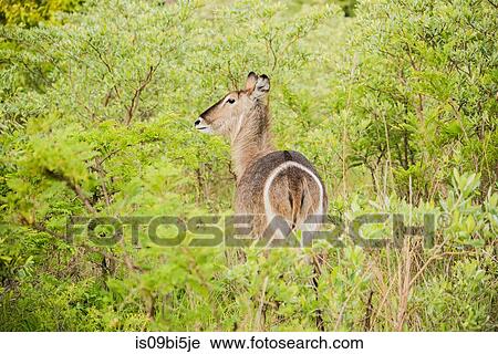 Rear view of wary antelope in Kruger National Park, South Africa View Large Photo Image Stock Image - Rear view of wary antelope in Kruger National Park, South Africa. Fotosearch