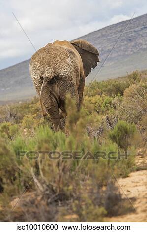 Rearview of elephant in nature reserve, Touws River, Western Cape, South Africa View Large Photo Image Stock Image - Rearview of elephant in nature reserve, Touws River, Western Cape, South Africa. Fotosearch