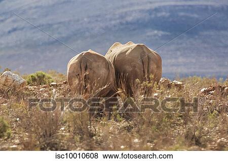 Rearview of elephants in nature reserve, Touws River, Western Cape, South Africa View Large Photo Image Stock Photo - Rearview of elephants in nature reserve, Touws River, Western Cape, South Africa. Fotosearch
