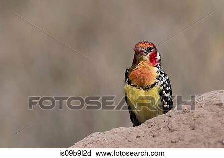 Stock Image - Red-and-yellow barbet (Trachyphonus erythrocephalus), on a termite mound, Tsavo, Kenya, Africa. Fotosearch